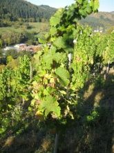 Weinhaus Dawen-Weibler - Gästezimmer & Straußwirtschaft direkt am Saar-Hunsrücksteig Weinhaus Dawen-Weibler - Gästezimmer & Straußwirtschaft direkt am Saar-Hunsrücksteig