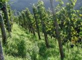 Weinberge Weinberge