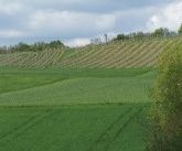 Gasthaus Zur Rotenfelsstube Gasthaus Zur Rotenfelsstube