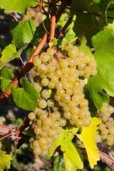 Ferienweingut Brunnenhof Ferienweingut Brunnenhof