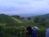 Weinernte Regent 2011 Weinernte Regent 2011