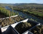 Ferienweingut Boujong & Pension Moselblick Ferienweingut Boujong & Pension Moselblick