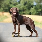 Urlaub mit Hund Urlaub mit Hund