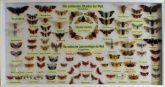 Insektenmuseum