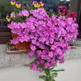 Ferienwohnung  Moselperle 1 Ferienwohnung  Moselperle 1