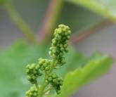 Ferienweingut Hammes Ferienweingut Hammes