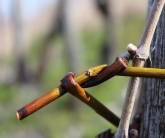 Ferienweingut Hammes Ferienweingut Hammes