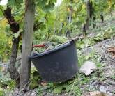 Ferienweingut Hammes Ferienweingut Hammes