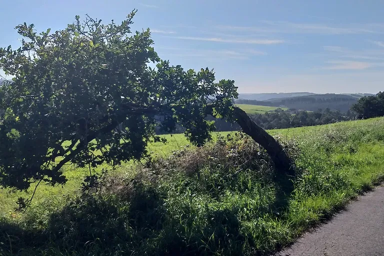 Appartement Eichhörnchen im Haus Eifelstein