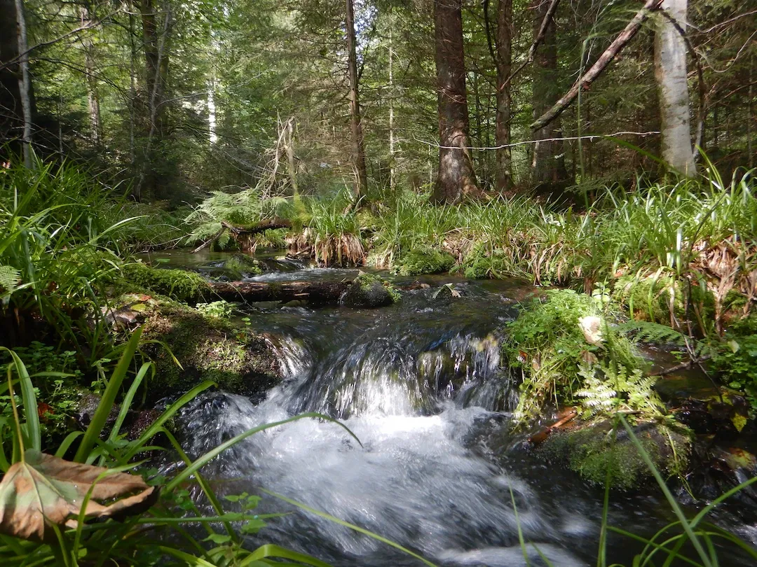 Baumhaus Dobel Eyachmühle