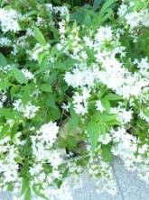 Ferienwohnung Raunecker