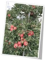 Ferienwohnung Obsthof Häberle