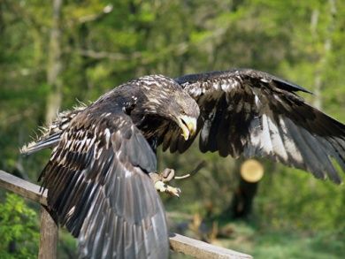 Greifvogelpark Saarburg - Greifvögel hautnah erleben!