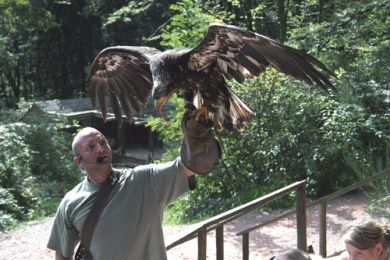 Greifvogelpark Saarburg - Greifvögel hautnah erleben!