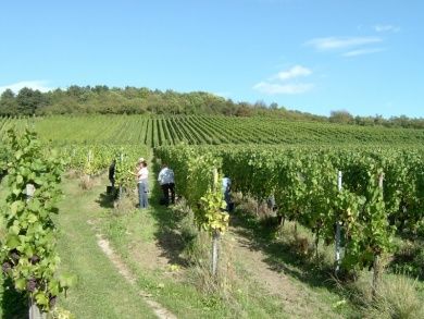 Weingut Ökonomierat Herber