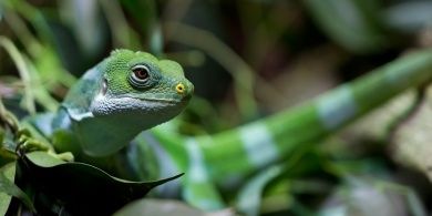 Bild: Reptilium Terrarien- und Wüstenzoo, Fotograf: Tanja Plusczok