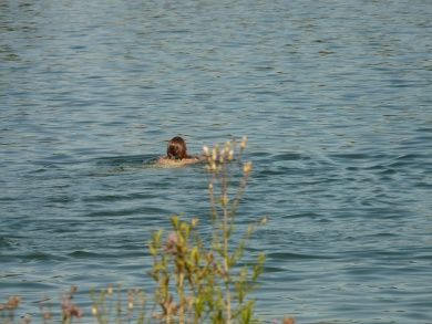 Pfarrwiesensee Gimbsheim