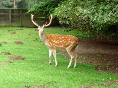 Wild- und Freizeitpark Westerwald