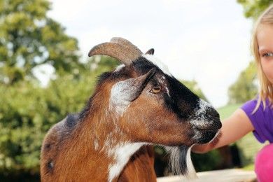 Wildtiergehege Naherholung Tannenbühl