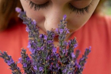 Lavendel Labyrinth