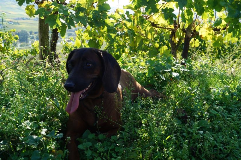Ferienweingut FERRES