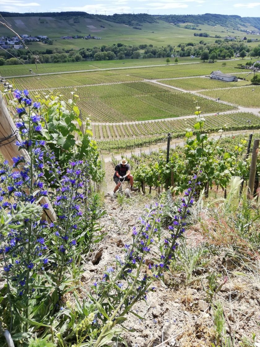 Ferienweingut FERRES