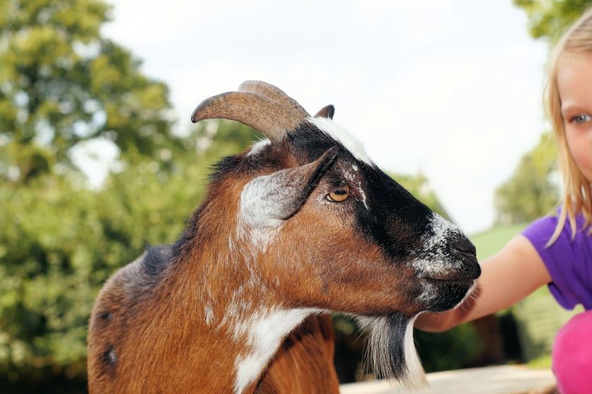 Wildtiergehege Naherholung Tannenbühl