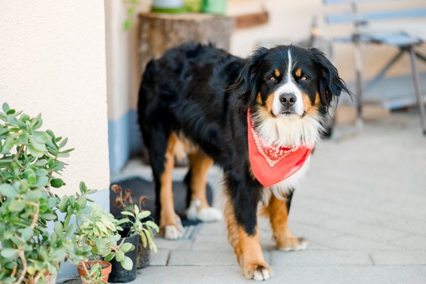 Ferienhof Obertor Kälberstall