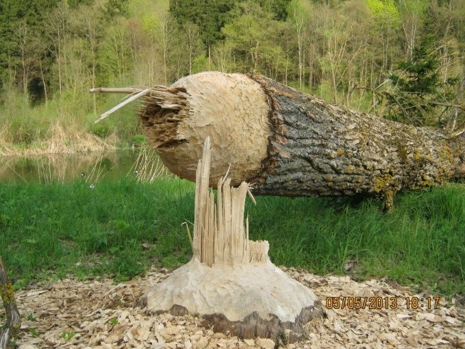 Ferienwohnung Raunecker