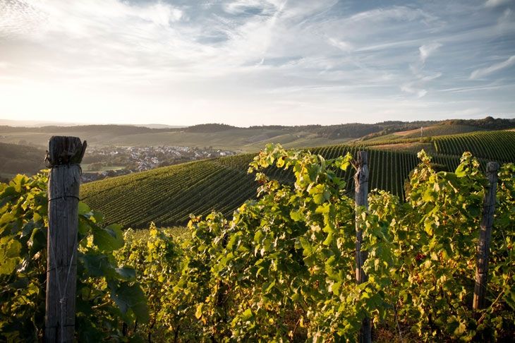Weingut-Ferienwohnung Willems