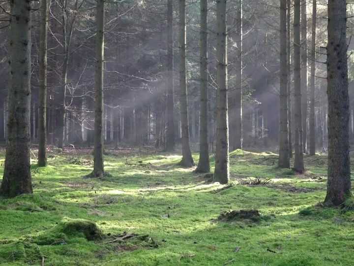 Ferienwohnung Mitten in der Natur