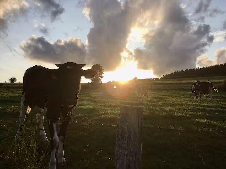 Ferienwohnung Mitten in der Natur