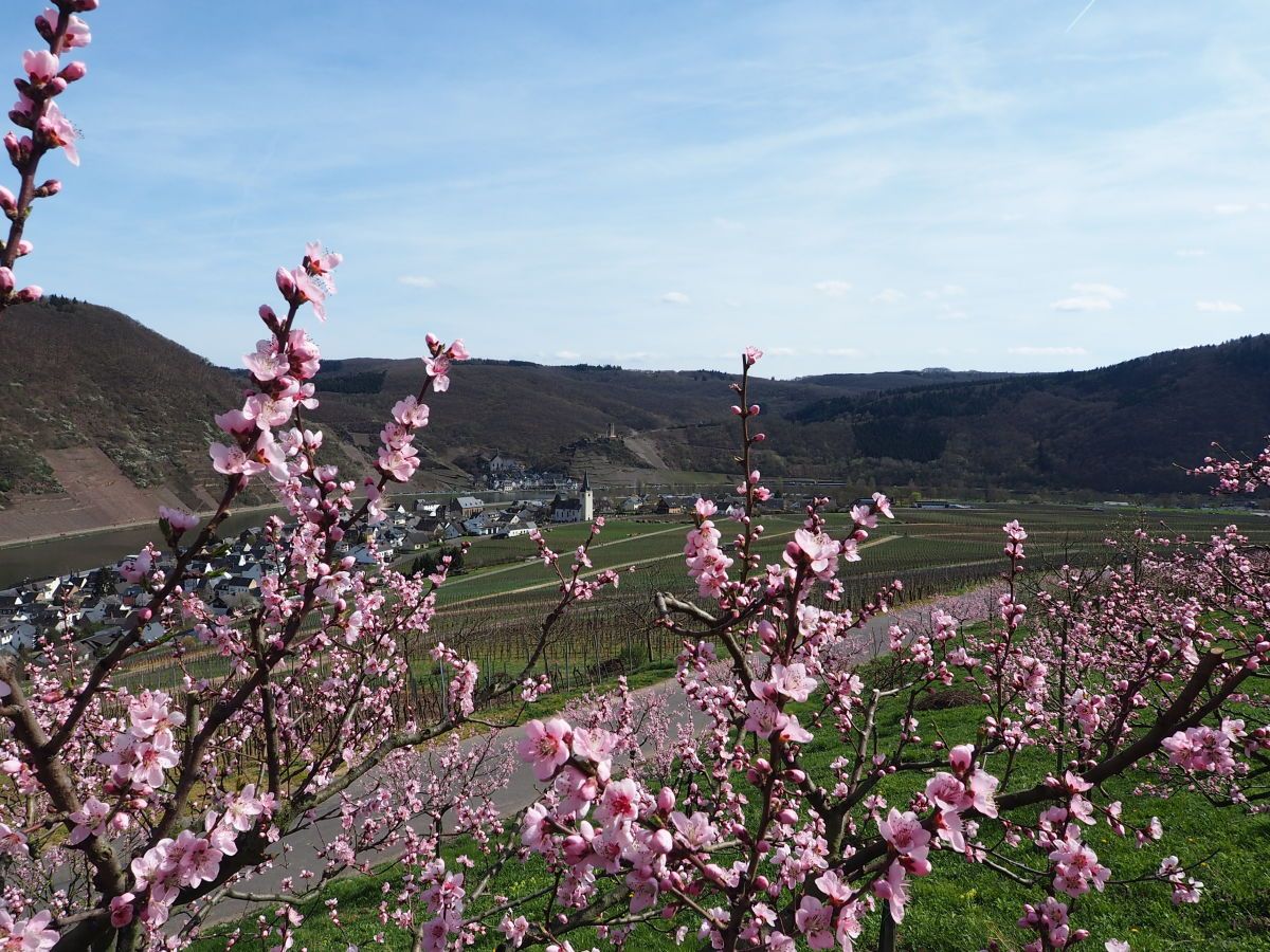 allgemein Panorama Ellenz