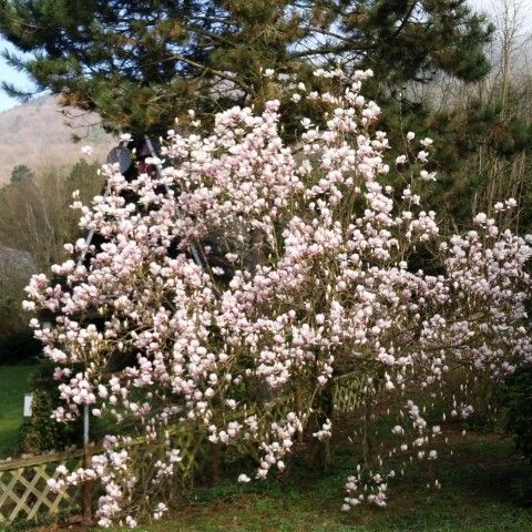 Magnolie auf dem Grundstück