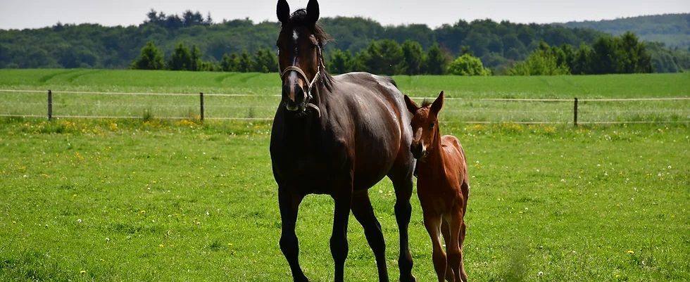 Familienurlaub Steinackerhof