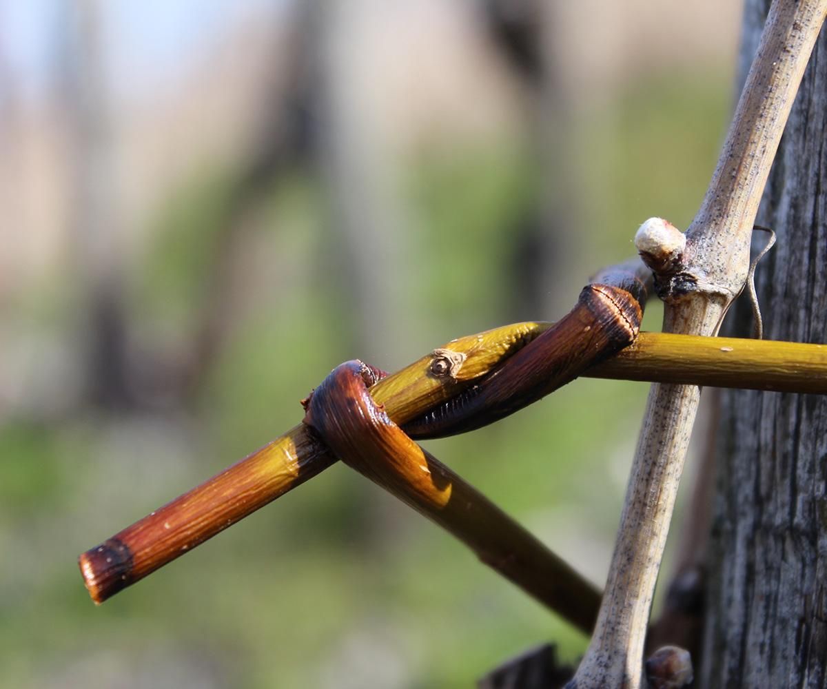 Ferienweingut Hammes