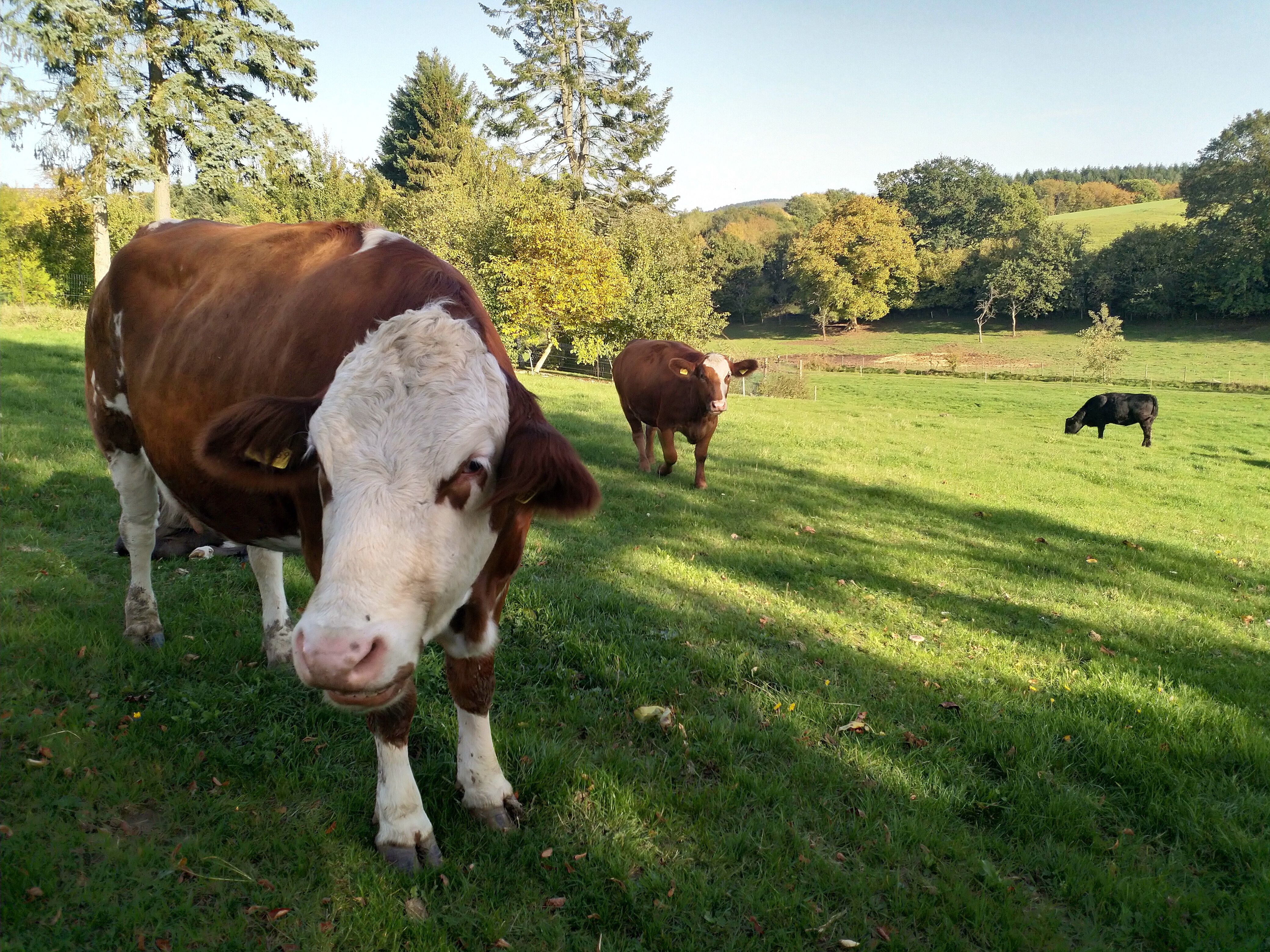 Landhaus SoonZauber - Charmantes Ferienhaus mit moderner Ausstattung