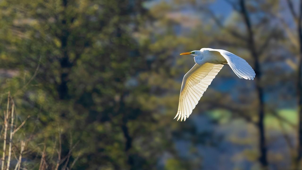 Hochmoor Hinterzarten