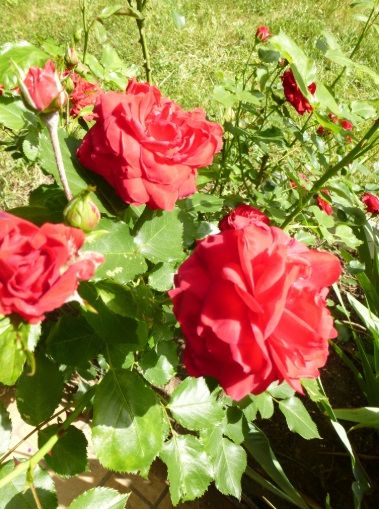 Ferienwohnung Raunecker