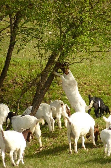 Ferienwohnung Raunecker
