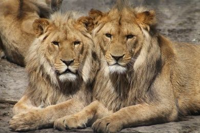 lions-1660044_1920.jpg