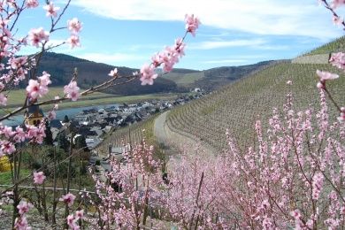 Weinkirmes in Zeltingen