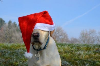 Neunkircher Hundeweihnachtsmarkt