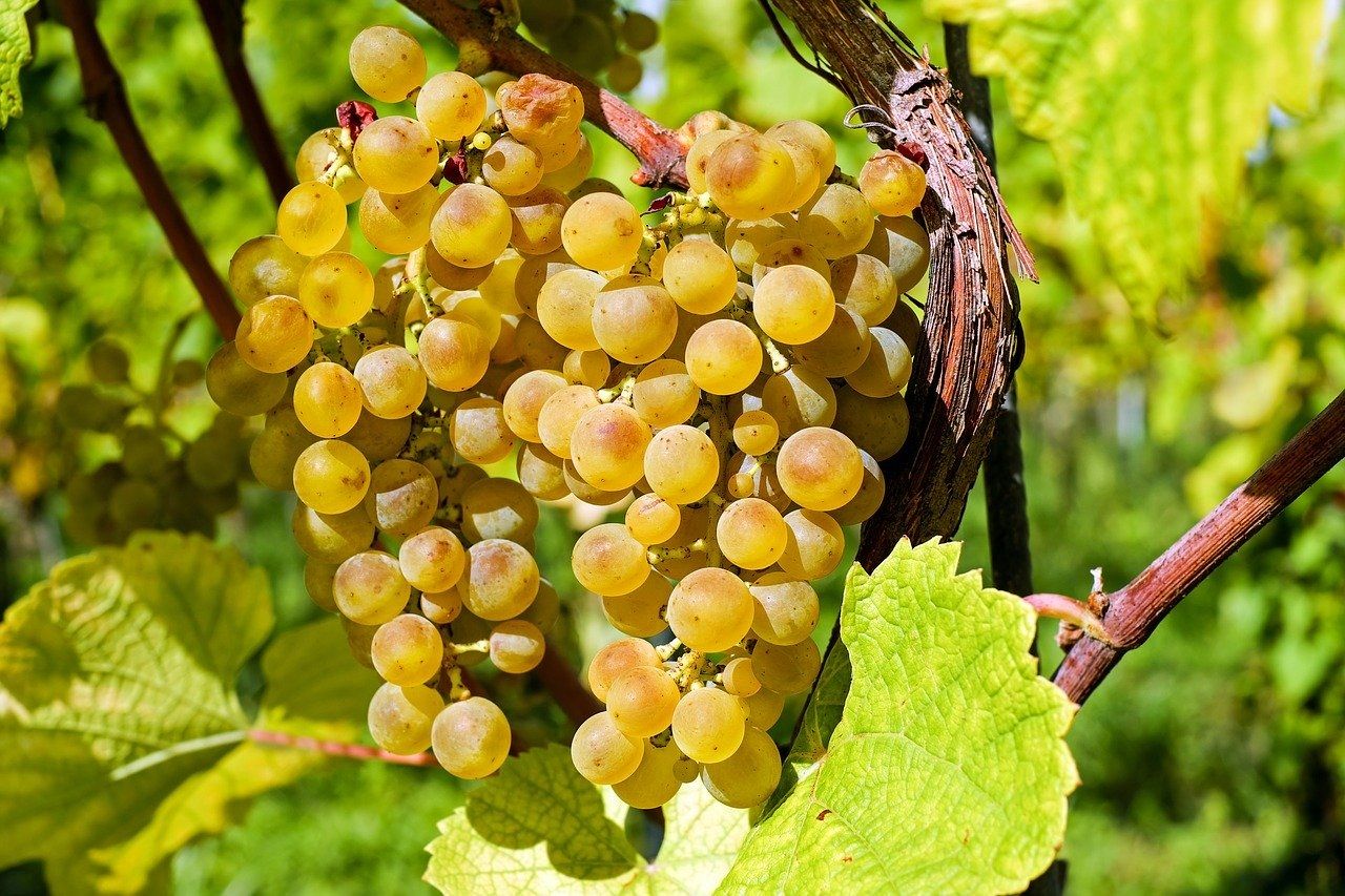 Wein- und Heimatfest in Reil