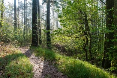 Frohn-Wald-Weg Frohn-Wald-Weg
